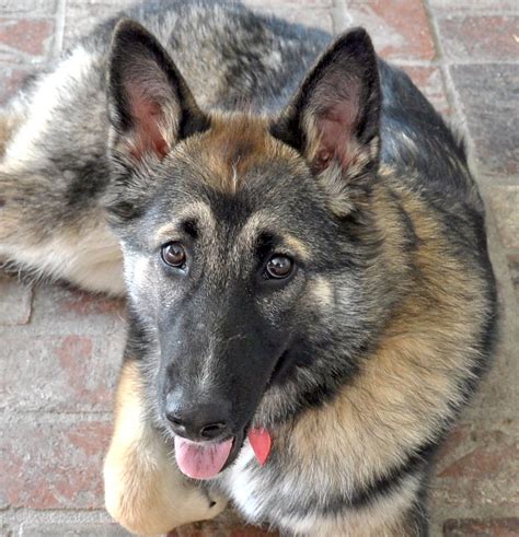 a german shepherd mixed with a husky|german shepherd husky mix paw.